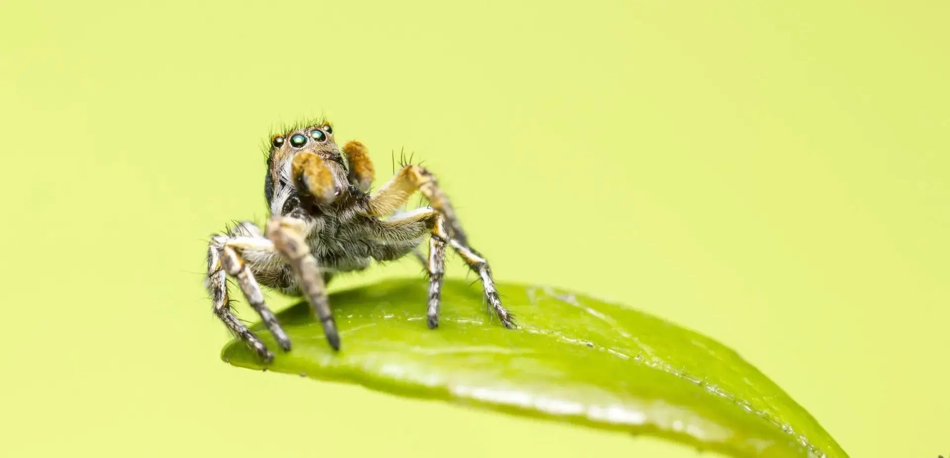 The Latest Invasion of Our Health By Parasites
