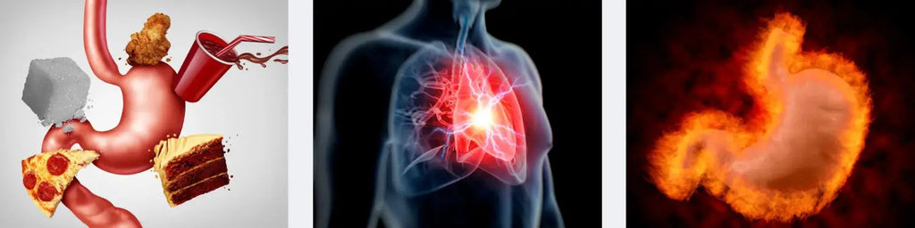 Heart Human